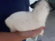 floquinho