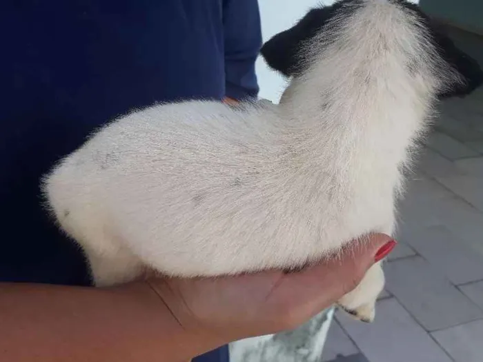 Cachorro raça vira lata idade Abaixo de 2 meses nome floquinho