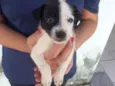 floquinho