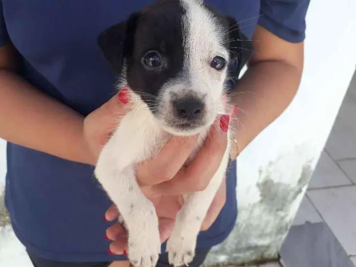 Cachorro raça vira lata idade Abaixo de 2 meses nome floquinho