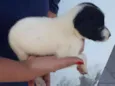 floquinho
