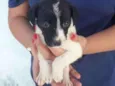 floquinho