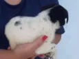 floquinho