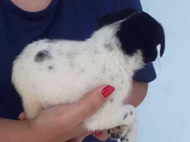 Cachorro raça vira lata idade Abaixo de 2 meses nome floquinho