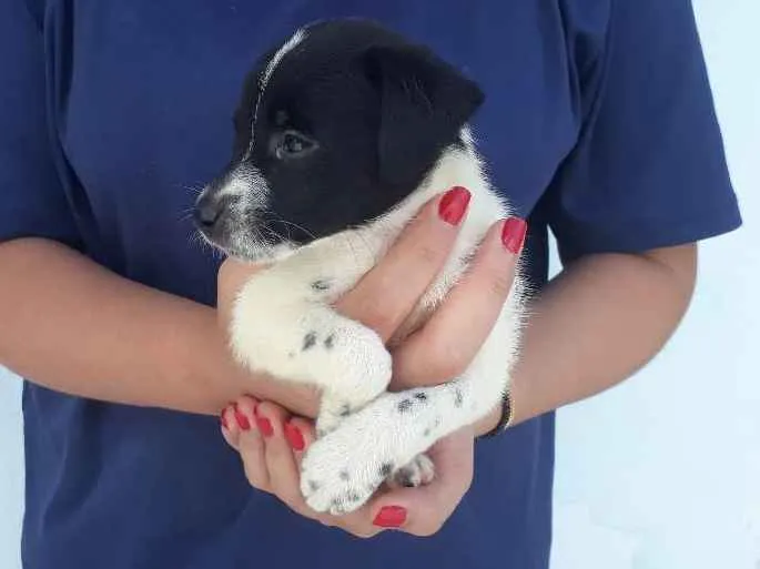 Cachorro raça vira lata idade Abaixo de 2 meses nome floquinho