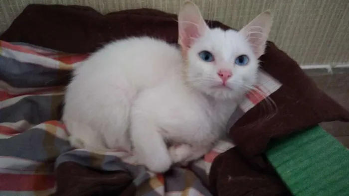 Gato ra a SRD idade 2 a 6 meses nome Rita
