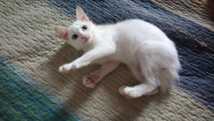 Gato ra a SRD idade 2 a 6 meses nome Rita