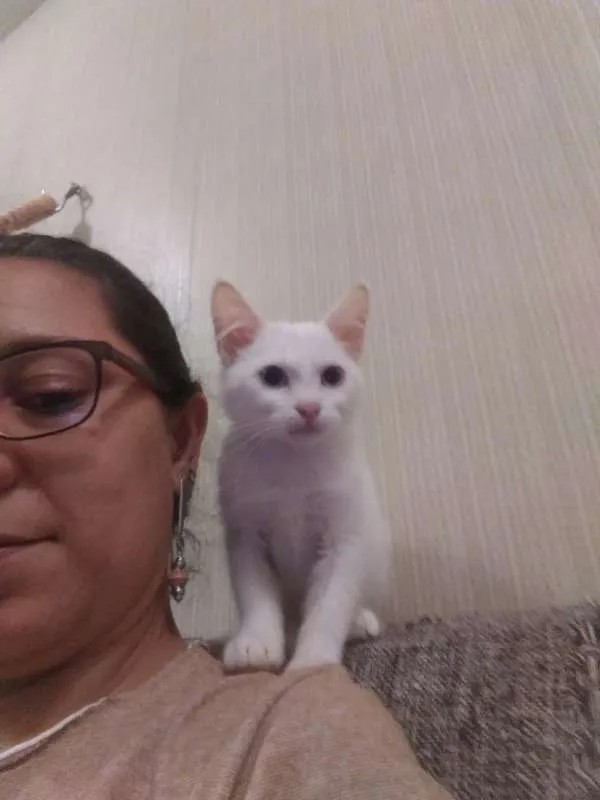 Gato ra a SRD idade 2 a 6 meses nome Rita