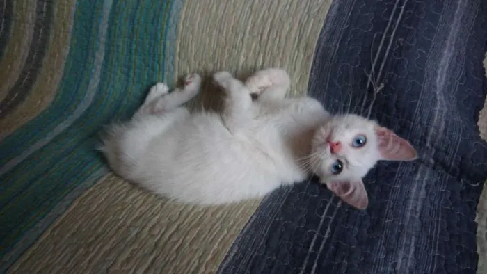 Gato ra a SRD idade 2 a 6 meses nome Rita