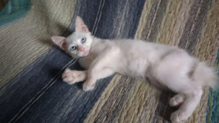 Gato ra a SRD idade 2 a 6 meses nome Rita