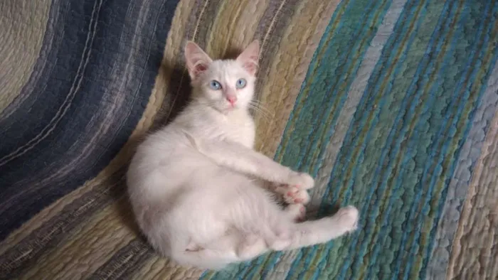Gato ra a SRD idade 2 a 6 meses nome Rita