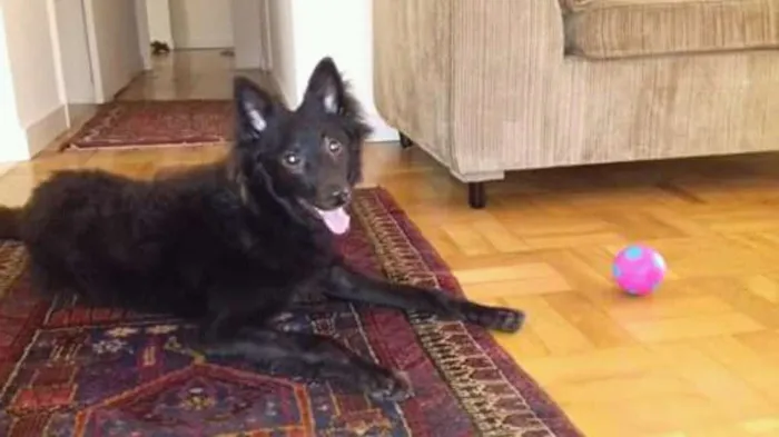 Cachorro ra a Ñ definida idade 7 a 11 meses nome Luli