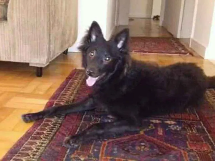 Cachorro ra a Ñ definida idade 7 a 11 meses nome Luli