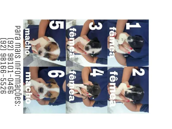 Cachorro raça vira lata idade Abaixo de 2 meses nome floquinho