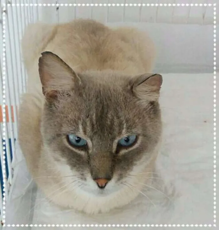 Gato ra a SRD idade 3 anos nome Turin