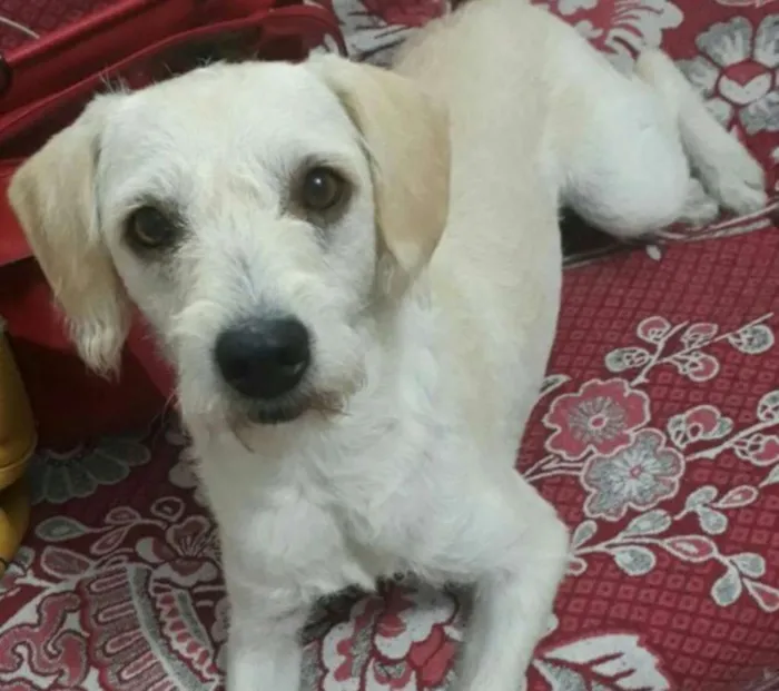 Cachorro ra a Mestiça idade 7 a 11 meses nome Clarinha