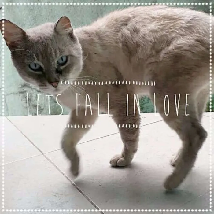 Gato ra a SRD idade 3 anos nome Turin