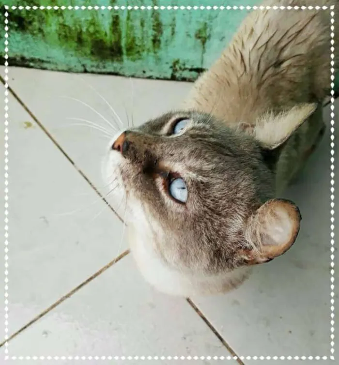 Gato ra a SRD idade 3 anos nome Turin