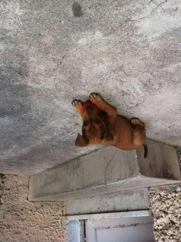 Cachorro ra a indefinida idade 2 a 6 meses nome não tem nome ainda
