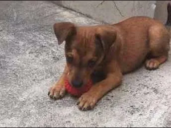 Cachorro ra a indefinida idade 2 a 6 meses nome não tem nome ainda