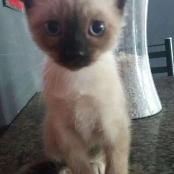 Gato ra a Vira-lata idade 2 a 6 meses nome Honda e Lete