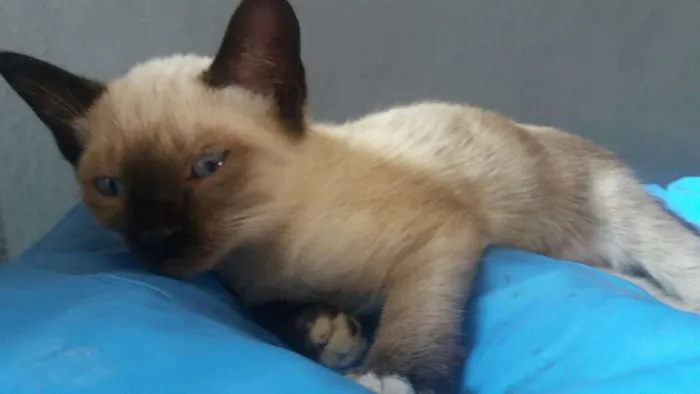 Gato ra a Vira-lata idade 2 a 6 meses nome Honda e Lete