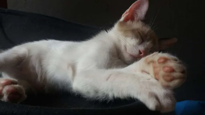 Gato ra a Vira-lata idade 2 a 6 meses nome Honda e Lete
