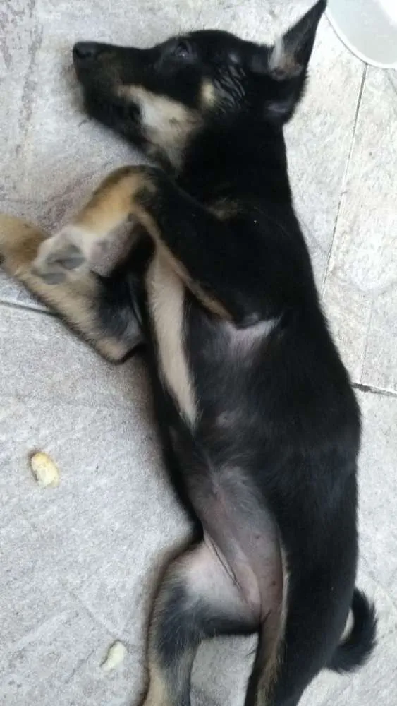 Cachorro ra a Srd idade 2 a 6 meses nome Sem nome