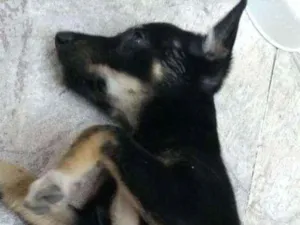 Cachorro raça Srd idade 2 a 6 meses nome Sem nome