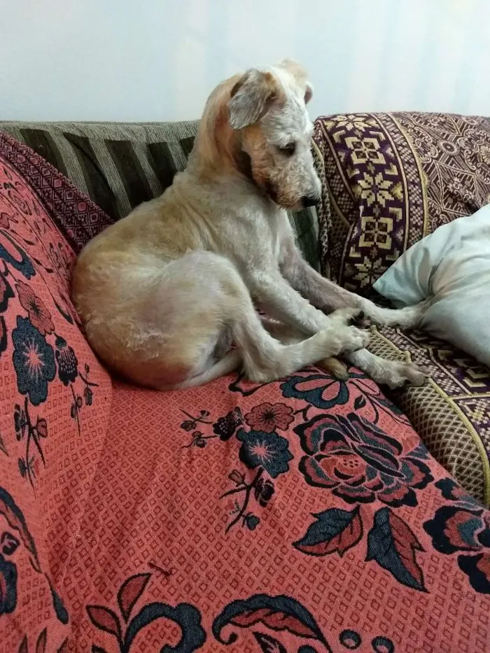 Cachorro raça Fox terrier com poodle idade 7 a 11 meses nome Bob Marley