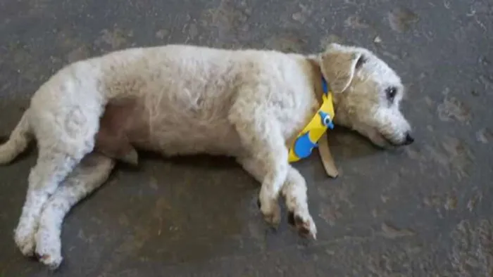 Cachorro ra a Poodle idade 3 anos nome TODDY