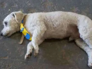 Cachorro raça Poodle idade 3 anos nome TODDY