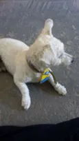 TODDY