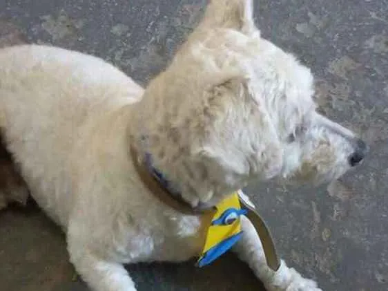 Cachorro ra a Poodle idade 3 anos nome TODDY