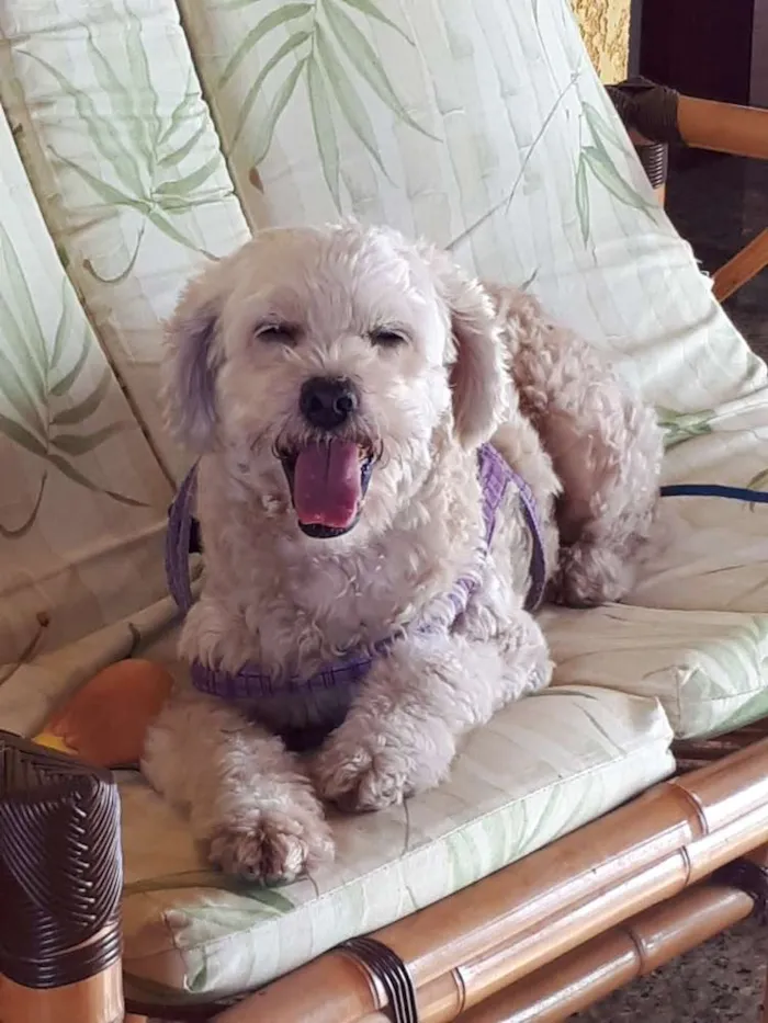 Cachorro ra a Poodlle idade 6 ou mais anos nome Sapeka