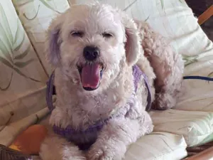 Cachorro raça Poodlle idade 6 ou mais anos nome Sapeka
