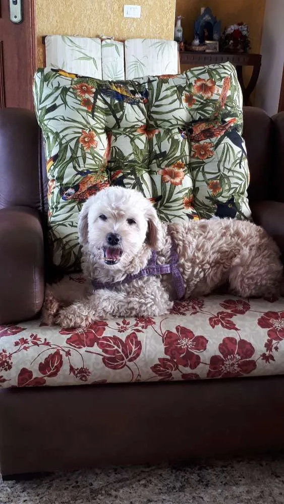 Cachorro ra a Poodlle idade 6 ou mais anos nome Sapeka