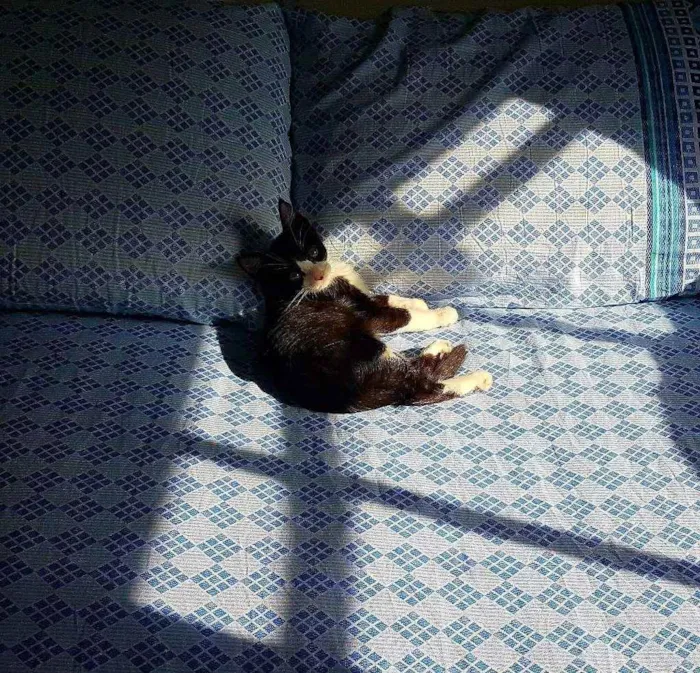 Gato raça SRD idade 2 a 6 meses nome Chicão