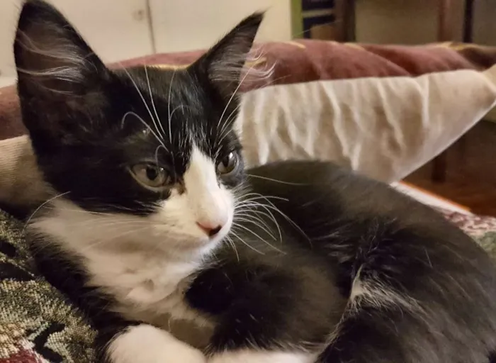 Gato raça SRD idade 2 a 6 meses nome Chicão