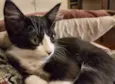 Chicão