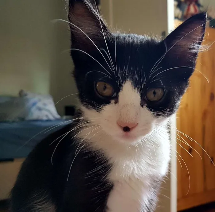 Gato raça SRD idade 2 a 6 meses nome Chicão