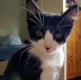 Chicão
