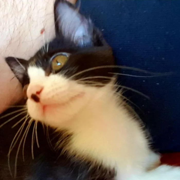 Gato raça SRD idade 2 a 6 meses nome Chicão