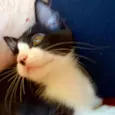 Chicão