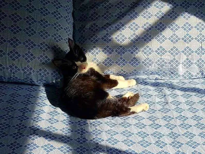 Gato raça SRD idade 2 a 6 meses nome Chicão