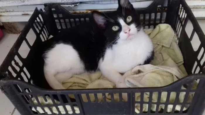 Gato ra a Sem raca  idade 2 a 6 meses nome Frajola