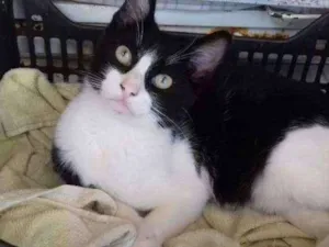Gato raça Sem raca  idade 2 a 6 meses nome Frajola