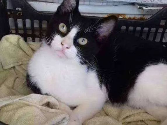 Gato ra a Sem raca  idade 2 a 6 meses nome Frajola