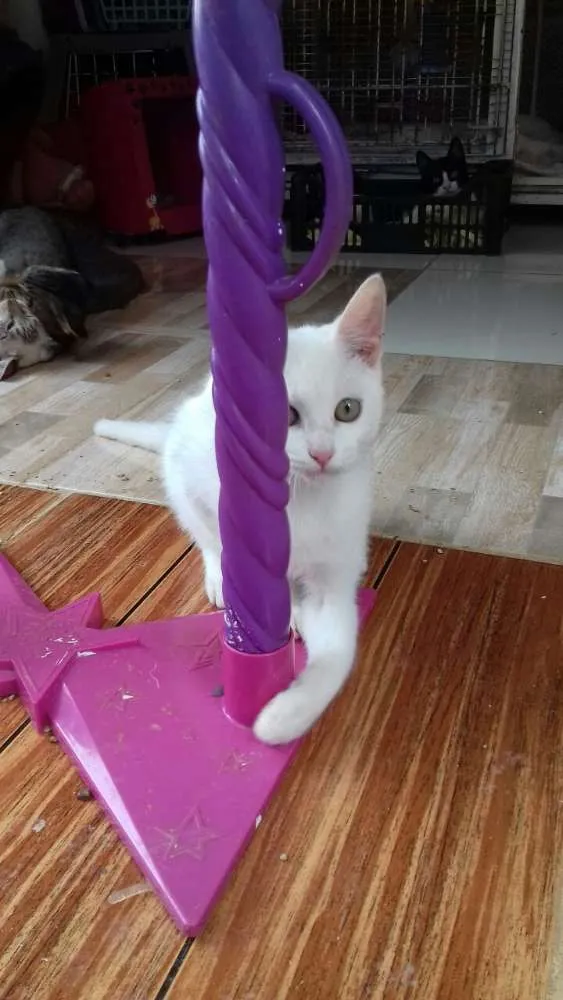 Gato ra a Sem raça idade 2 a 6 meses nome Branco