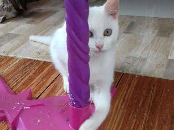 Gato ra a Sem raça idade 2 a 6 meses nome Branco